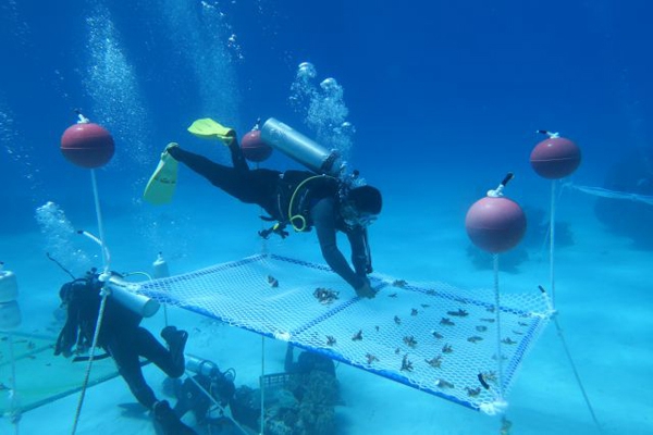 В Южно-Китайском море посадили кораллы площадью 100 тыс. кв.м