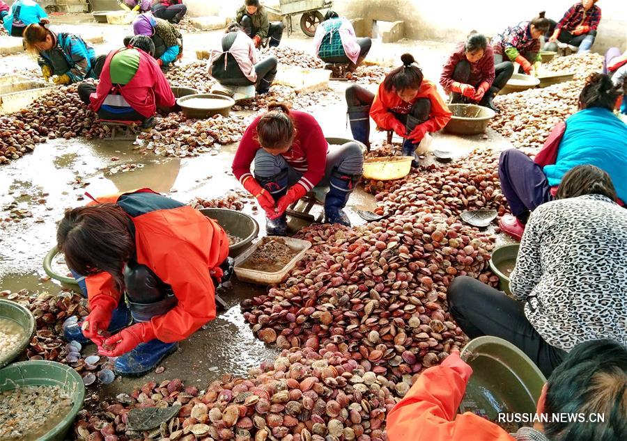 Около 90 тыс тонн морских гребешков вырастили в уезде на севере Китая