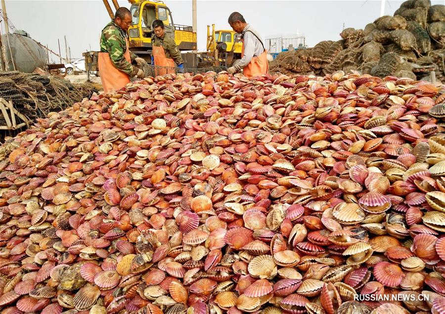 Около 90 тыс тонн морских гребешков вырастили в уезде на севере Китая