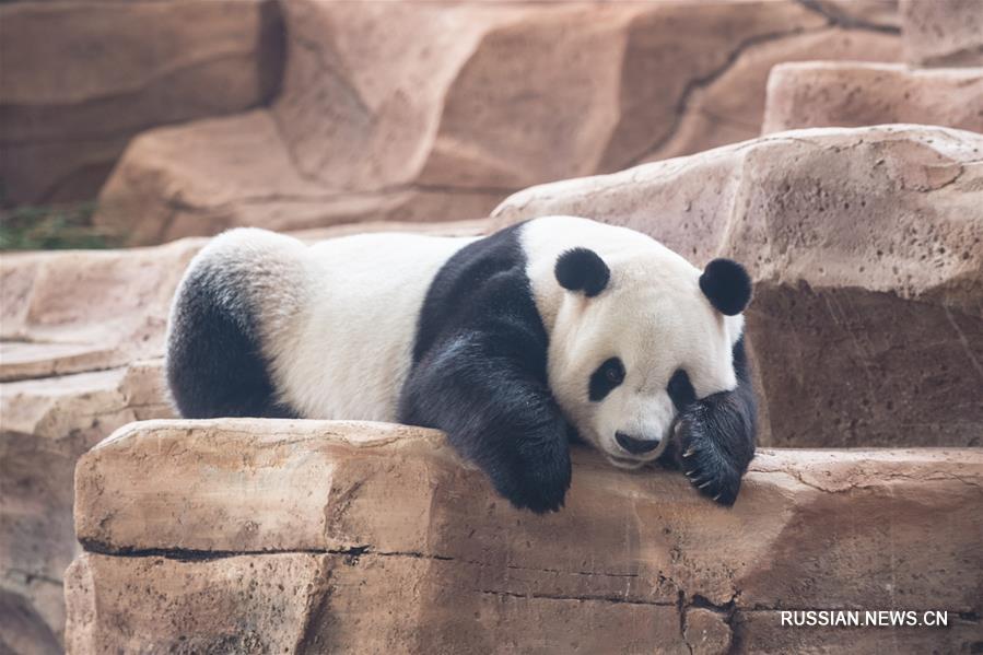 В индонезийском сафари-парке скоро откроется "Дворец больших панд"