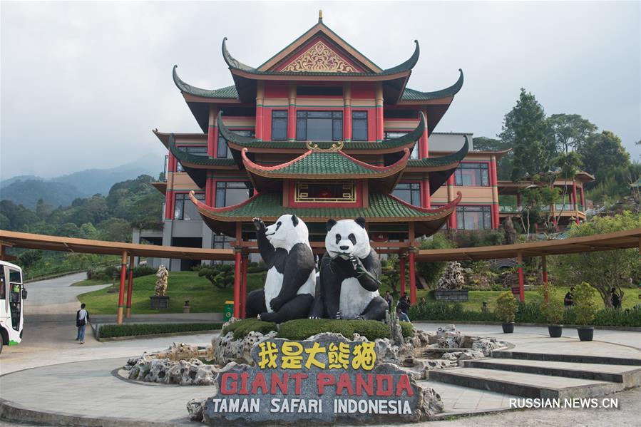 В индонезийском сафари-парке скоро откроется "Дворец больших панд"
