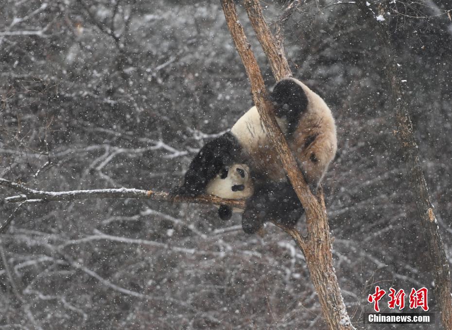 Панда гуляет по первому снегу в городе Чанчунь