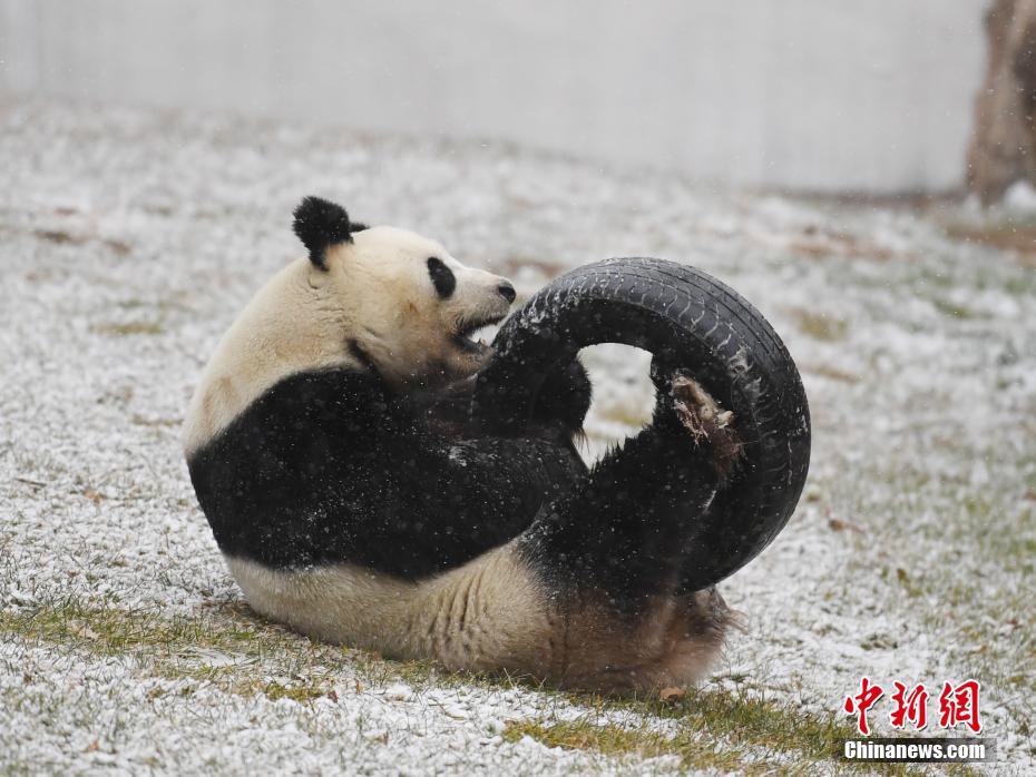 Панда гуляет по первому снегу в городе Чанчунь