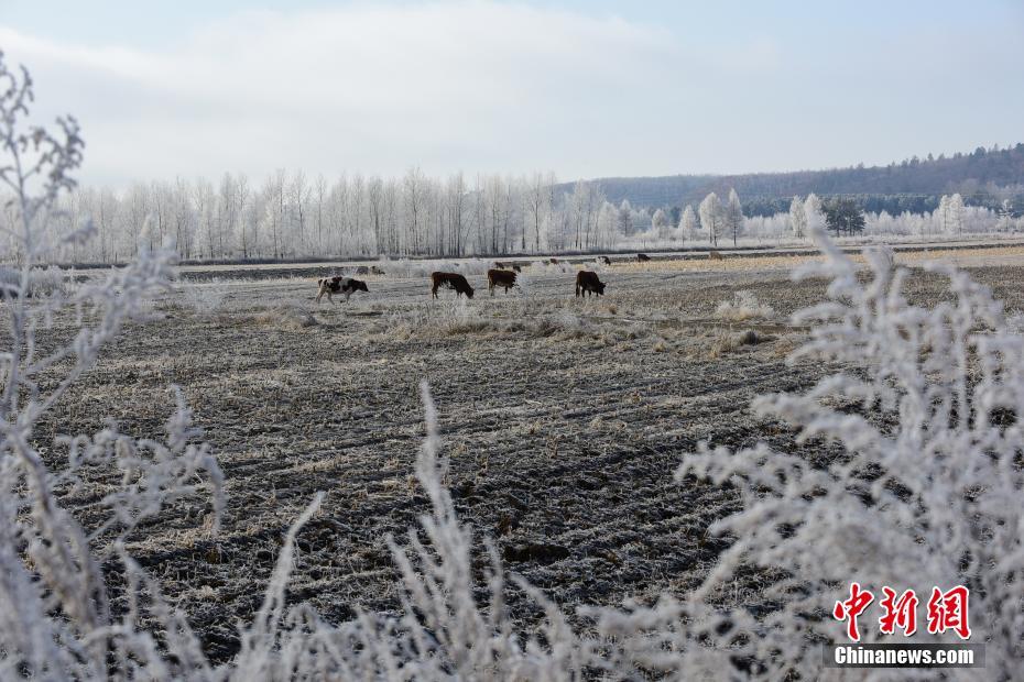 На берегах реки между Россией и Китаем деревья покрылись инеем 