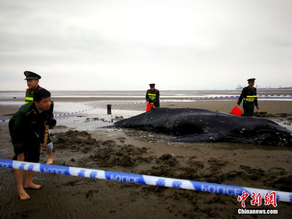 Пограничники спасли кита за пять часов 