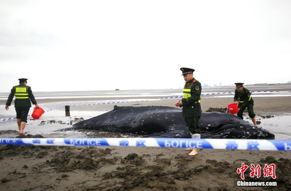 Пограничники спасли кита за пять часов 