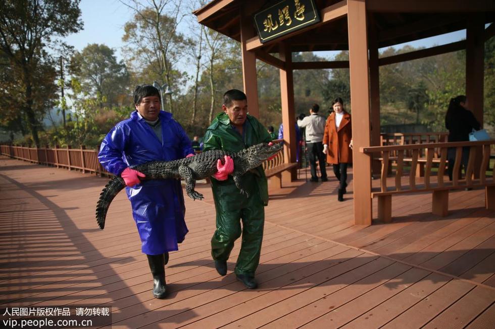 Самая многочисленная популяция китайских аллигаторов начала готовиться к зиме