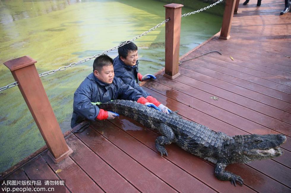 Самая многочисленная популяция китайских аллигаторов начала готовиться к зиме