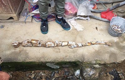 Древние окаменелости слоновой кости обнаружены в провинции Шэньси