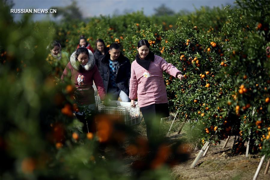 Сбор урожая "сахарных" мандаринов в уезде Юнфу