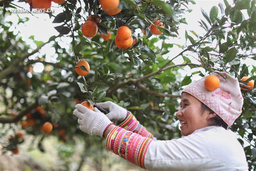 В уезде Жунцзян собирают пупковые апельсины