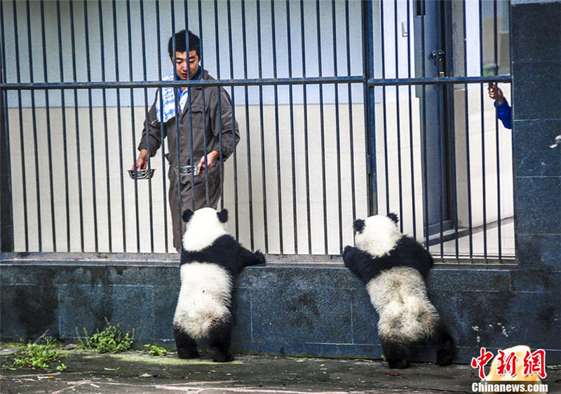 Лучшие работы с Международного фото-конкурса об исследовании по защите больших панд Китая