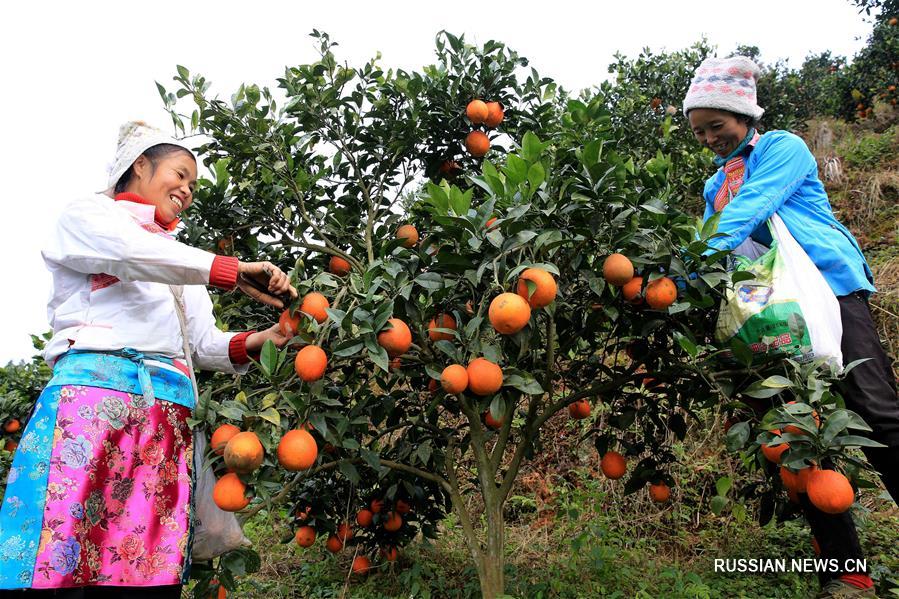 Зимний урожай пупковых апельсинов в уезде Жунцзян