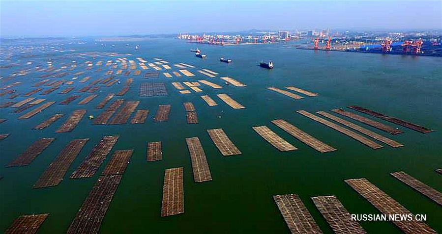 Устричные фермы в море Маовэй на юге Китая