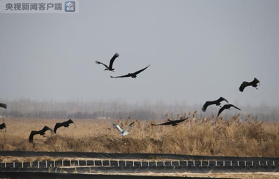 На заболоченные земли в бассейне реки Хуанхэ прилетели черные аисты