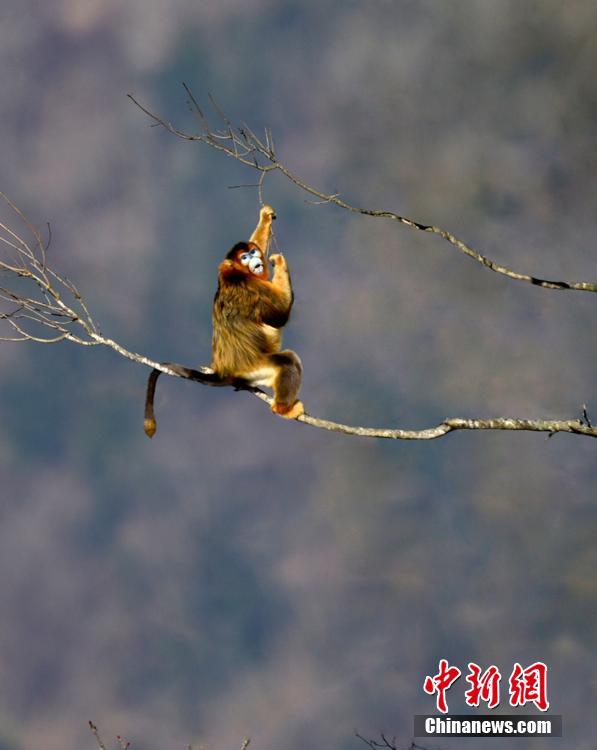Забавные снимки золотистых обезьян в провинции Сычуань
