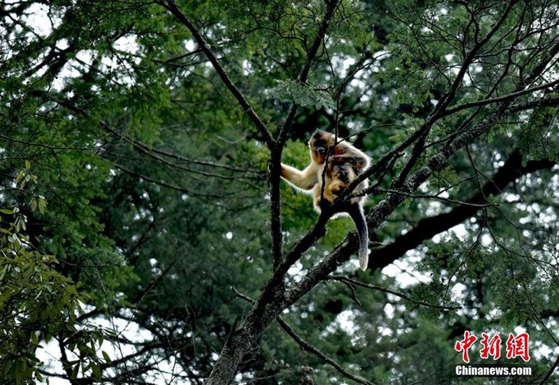Забавные снимки золотистых обезьян в провинции Сычуань