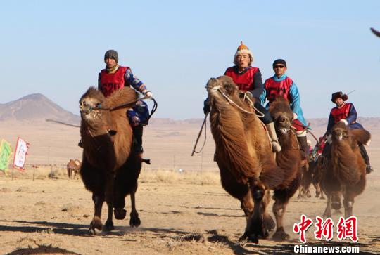 Во Внутренней Монголии прошли гонки на верблюдах