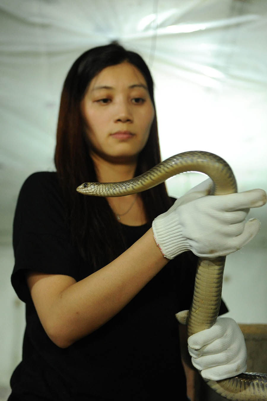 Китаянка держит дома более 7 тыс. змей