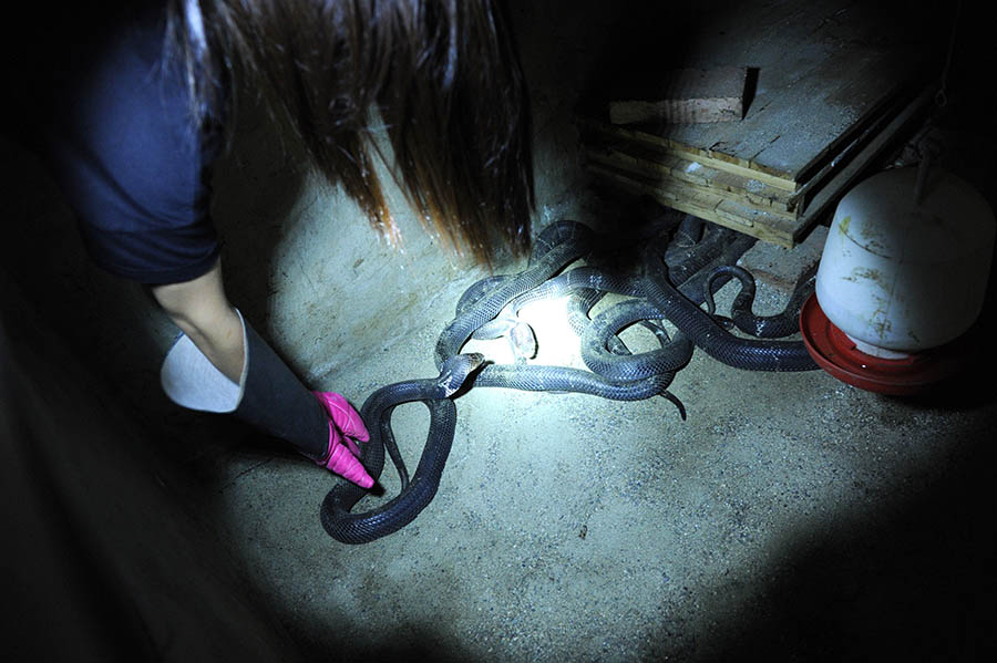 Китаянка держит дома более 7 тыс. змей