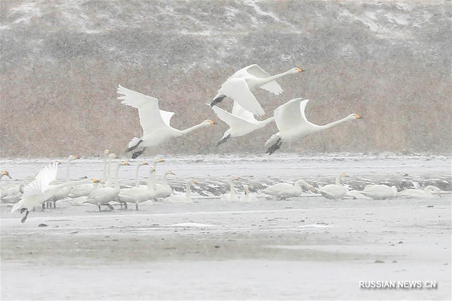 Лебеди и снег на озере Лунмяоху