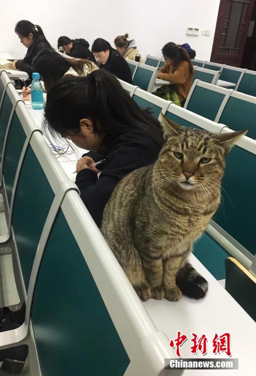 Кошка – экзаменатор в университете Нанкина