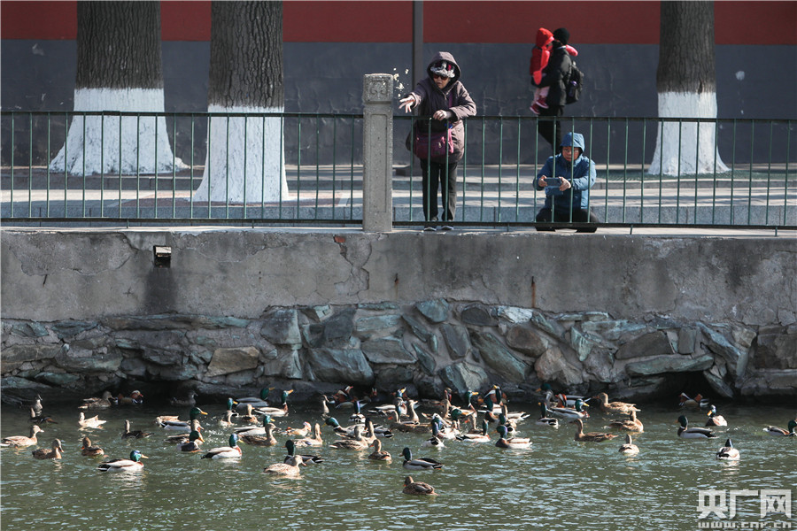 Редкий вид птиц чирок-клоктуныпоявились в парке Пекина
