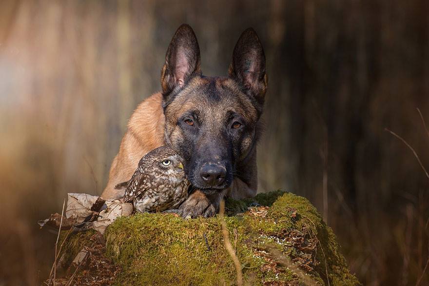 Невероятная дружба собаки и совенка