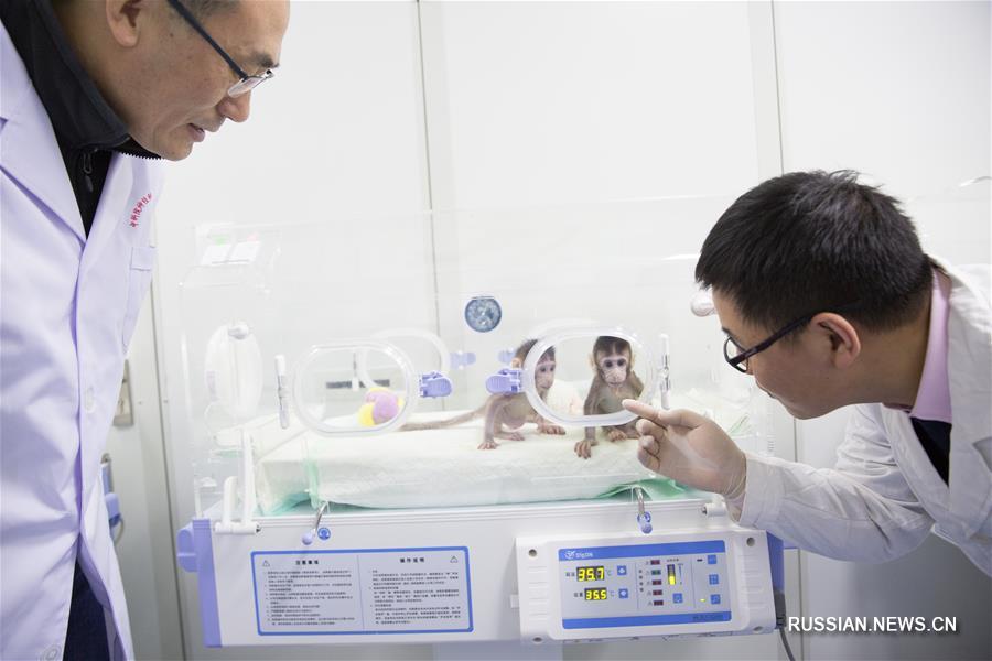 В Китае появились на свет первые в мире клонированные макаки