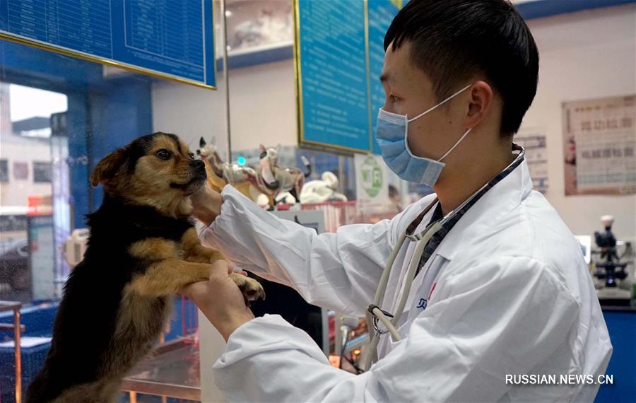 В Наньчане создали службу, помогающую бездомным собакам и их потенциальным хозяевам найти друг друга