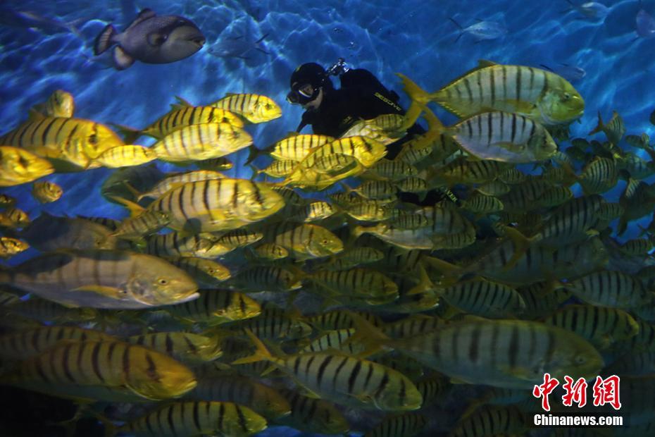 В Нанкинском океанариуме прошла “Золотая волна” в честь праздника Весны