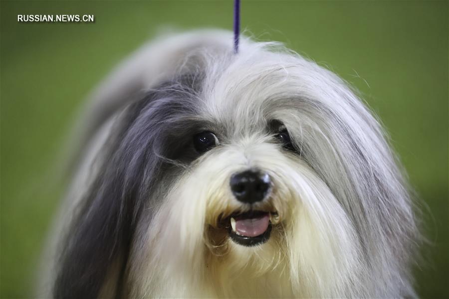 142-я выставка "Westminster Kennel Club Dog Show" проходит в Нью-Йорке
