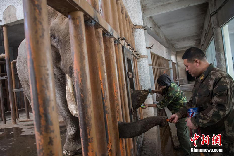 Работники Тайюаньского зоопарка сделали «педикюр» слону по случаю китайского Нового года