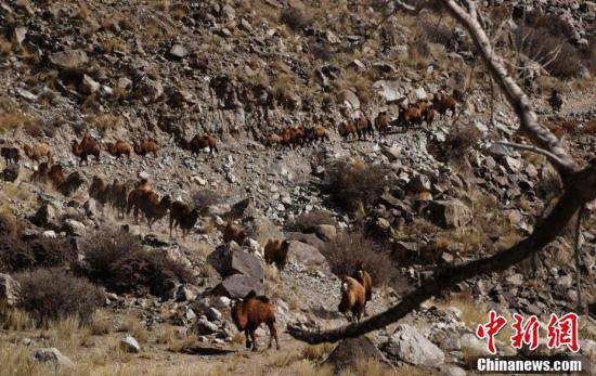Пастухи со скотом отправились в путь к Баян-Булаку в 200 км от дома. 