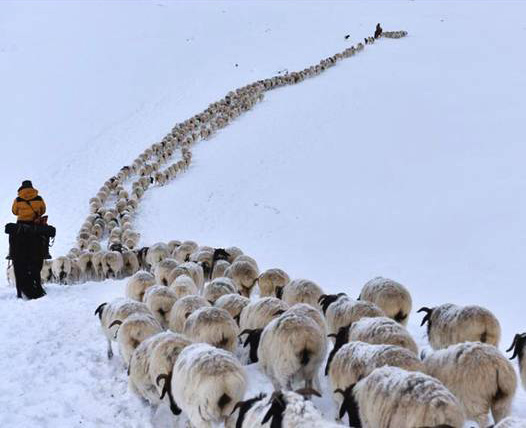 На юге гор Тянь-Шань наступила весна. Пастухи, отдыхавшие зимой в глубине гор, начали выходить из уезда Хэцзин на весенние луга Баян-Булака. Об этом сообщил сайт «Хуаньцюван». 