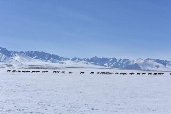 Пастухи, отдыхавшие зимой в глубине гор, начали выходить из уезда Хэцзин на весенние луга Баян-Булака. 