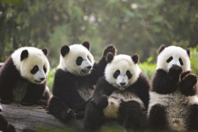 Большим пандам в Китае вживили микрочип для идентификации особи
