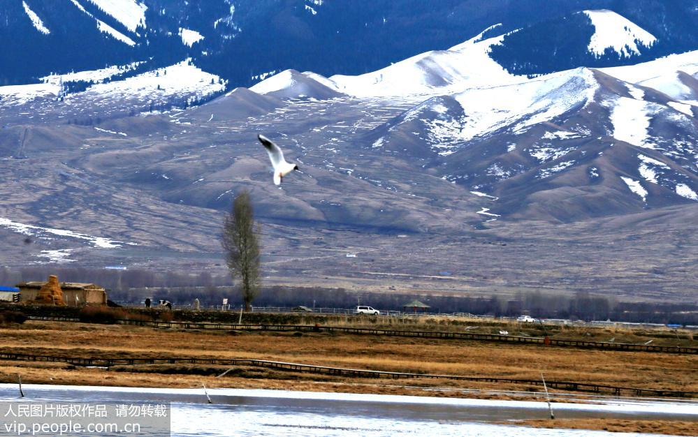 Парк водно-болотных угодий Гаоцзяху в Синьцзяне – рай для птиц