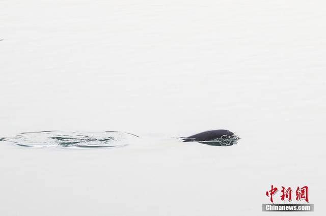 Речные дельфины резвятся в реке Янцзы