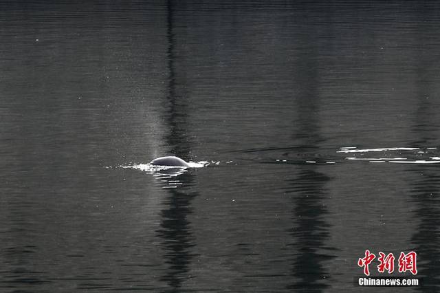 Речные дельфины резвятся в реке Янцзы