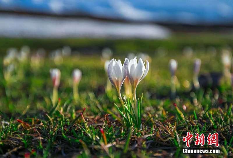 Дикие лилии расцвели в степи Налади Синьцзян-Уйгурского автономного района