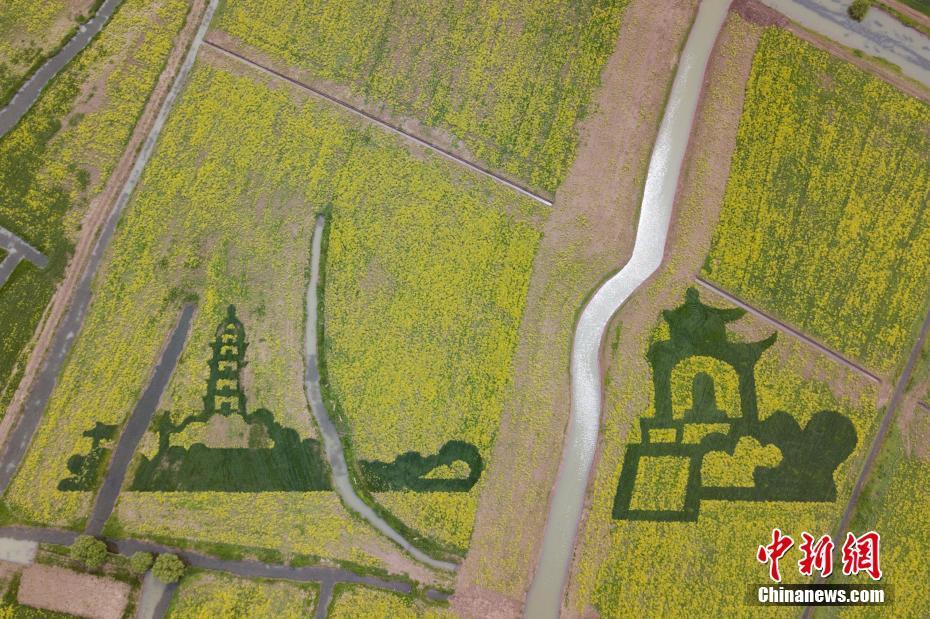 Цветущее рапсовое великолепие в провинции Цзянсу