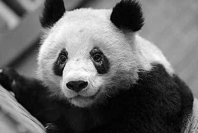 У некоторых панд в Чэнду исчезли темные круги под глазами
