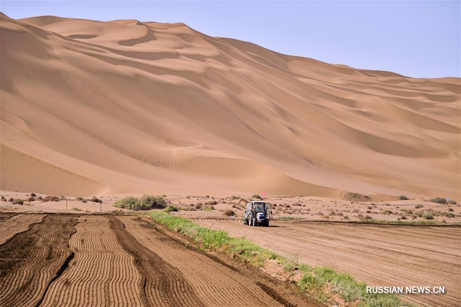 Выращивание риса на краю пустыни в Синьцзяне