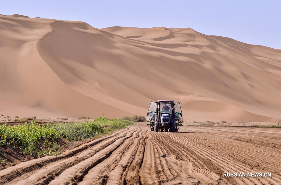 Выращивание риса на краю пустыни в Синьцзяне