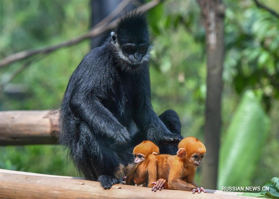 В зоопарке "Чанлун" родились разнополые близнецы тонкинского гульмана