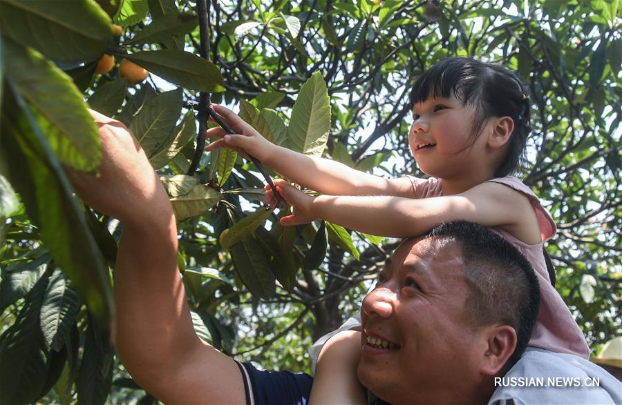 В поселке Танци на востоке Китая наступил сезон сбора плодов эриоботрии японской