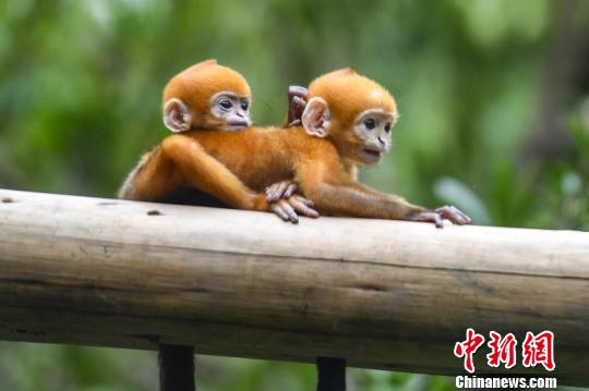 Первые в мире разнополые близнецы Лангура Франсуа родились в Гуанчжоу