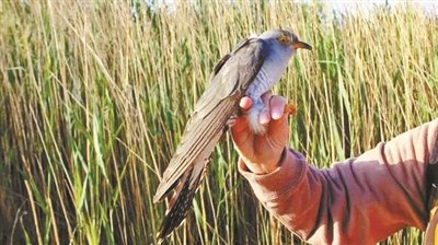 Необыкновенное путешествие кукушки из Юньнаня в Пекин