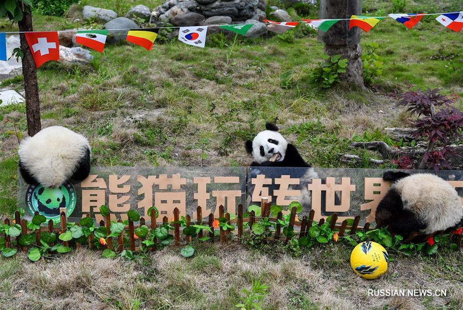 В Китае проведен "футбольный матч" больших панд, приуроченный к открытию Чемпионата мира по футболу в России